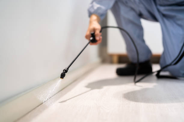 Licensed Wasp Removal service in Colorado Springs, CO - Show Me Pest Control