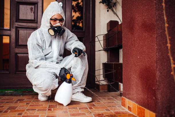 Reliable Wasp Removal contractor in Colorado Springs, CO by Show Me Pest Control